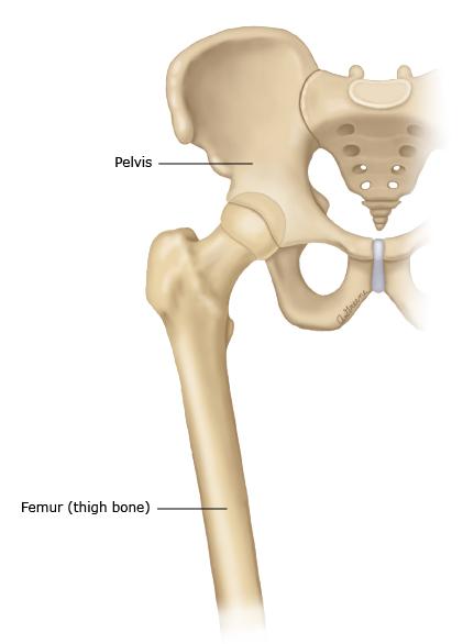 Hip joint anatomy
